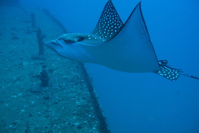 Waikiki 2 Tank World Class Wreck SCUBA Diving - Certified Only - The guides and the level of support