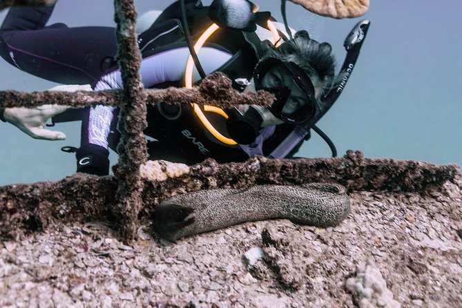 Waikiki 2 Tank World Class Wreck SCUBA Diving - Certified Only - Who will enjoy this most