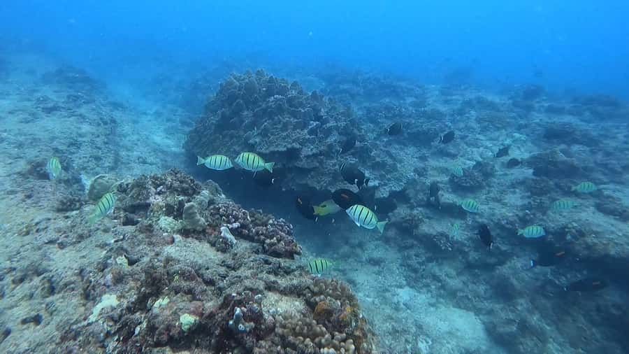 Waikiki: Honolulu Beginner Scuba Diving with Videos - Getting comfortable in three feet of water