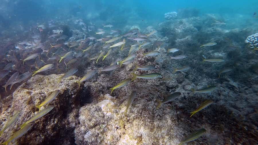 Waikiki: Honolulu Beginner Scuba Diving with Videos - Who should skip this activity