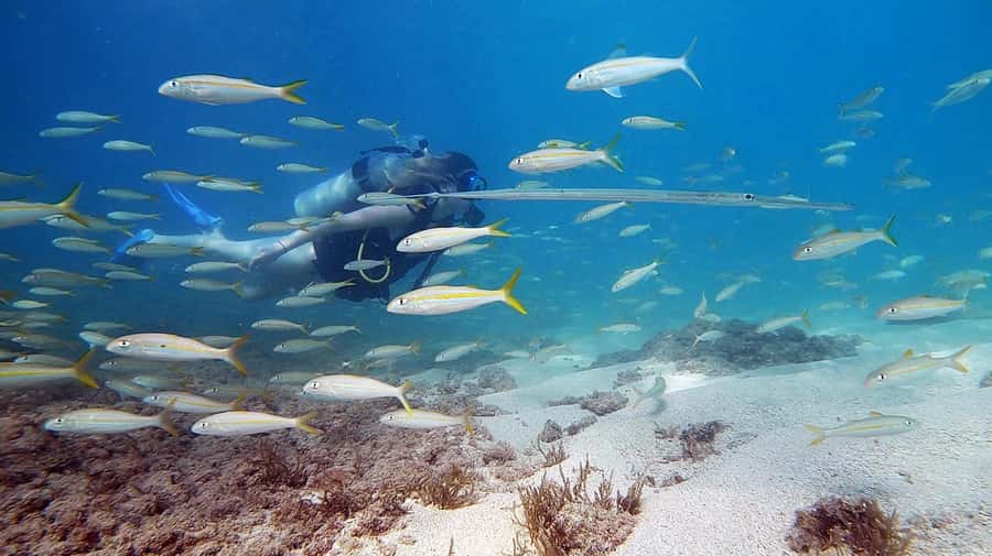 Waikiki: Honolulu Beginner Scuba Diving with Videos - The 10 to 15 minute shore briefing