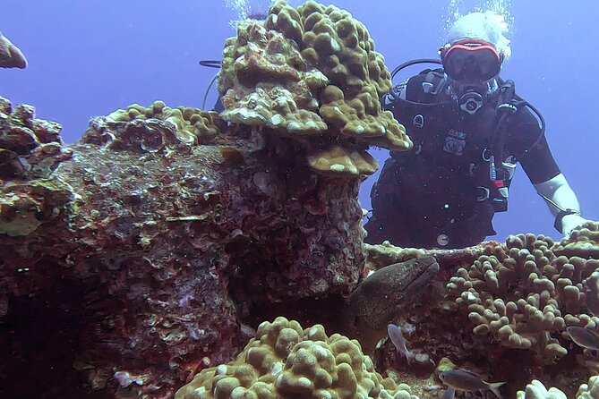 Waikiki Two Tank Guided Scuba Diving Adventure: Certified Diver - Key Points at a Glance