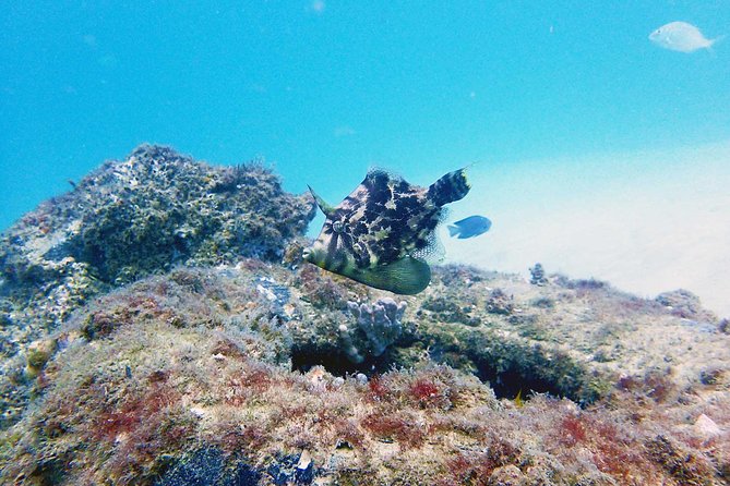 Wave Break Island Scuba Diving on the Gold Coast - Key points to know before booking