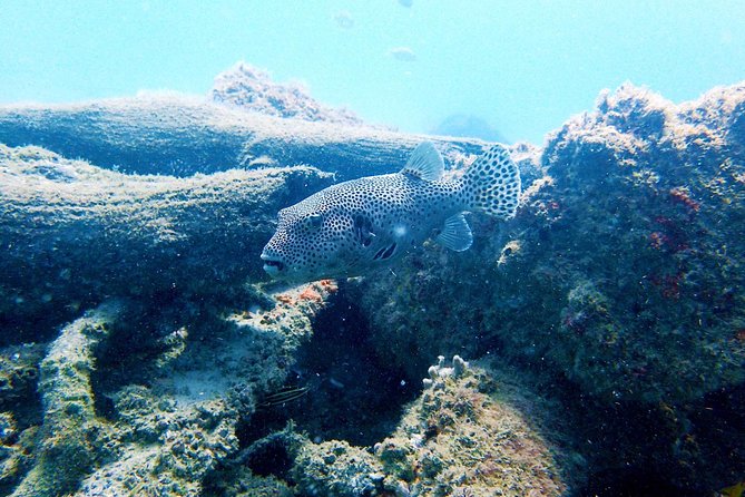 Wave Break Island Scuba Diving on the Gold Coast - Time to snorkel, swim, and relax