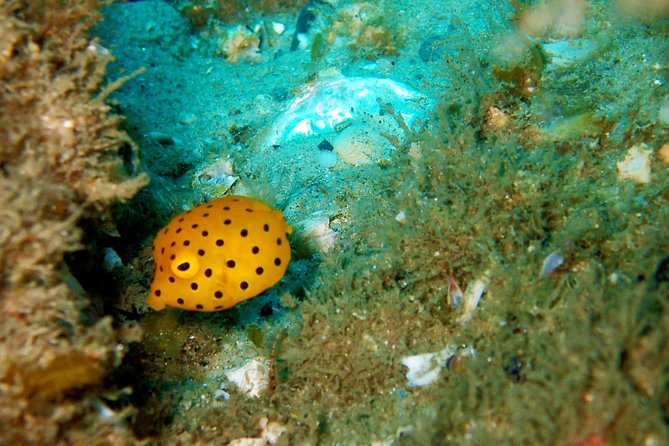 Wave Break Island Scuba Diving on the Gold Coast - Is $92.52 good value?