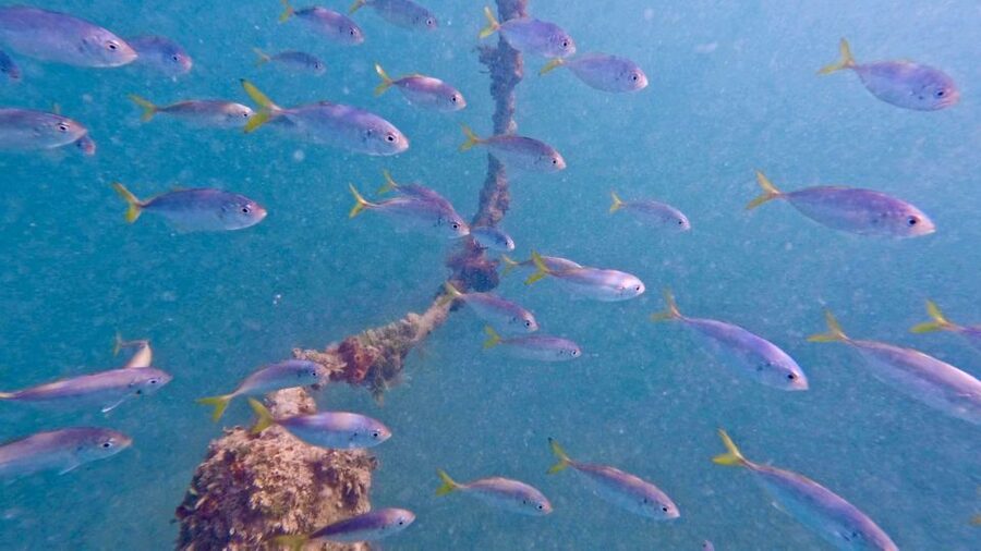 West Palm Beach: Beginner Scuba Diving Adventure with Videos - Learning scuba at Phil Foster Beach Park