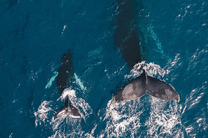 Whale and Dive Combo Tour in Los Cabos - Two underwater sessions, not one rushed stop