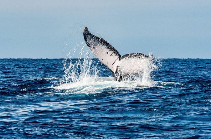 Whale and Dive Combo Tour in Los Cabos - What you might see below the surface