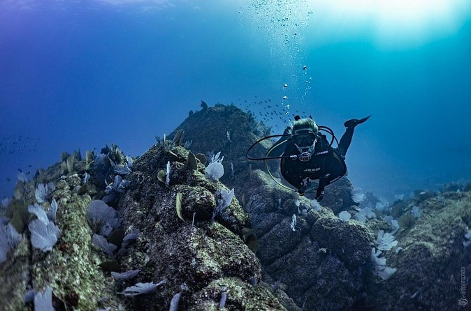 Whale and Dive Combo Tour in Los Cabos - The early start and the full 5.5-hour schedule