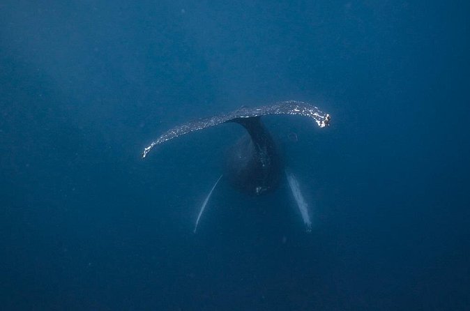 Whale and Dive Combo Tour in Los Cabos - Is $260 a fair price?