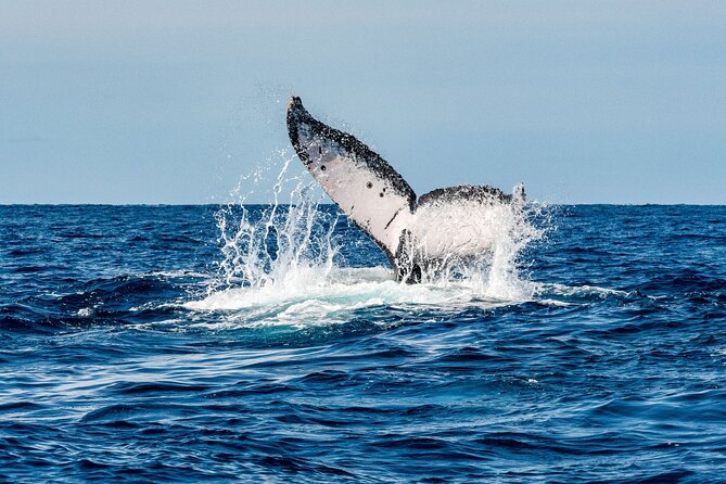 Whale and Dive Combo Tour in Los Cabos - El Arco and the Cabo San Lucas Bay cruise