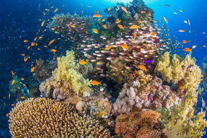 White Island & Ras Mohamed Boat Trip & Diving , lunch from Sharm - Ras Mohammed: the main reason to go
