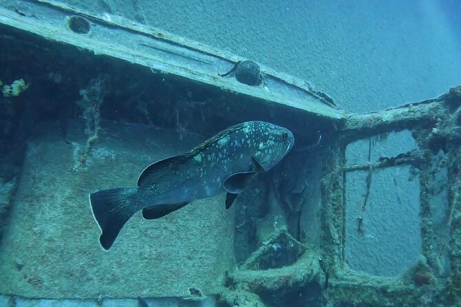 World-Class Zenobia Wreck Dive in Cyprus x 2 dives - Why the Zenobia makes a serious day worthwhile