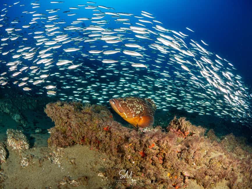Your first introductory dive in Lanzarote with FREE photos. - What the $93 price includes